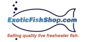 Exotic Fish Shop